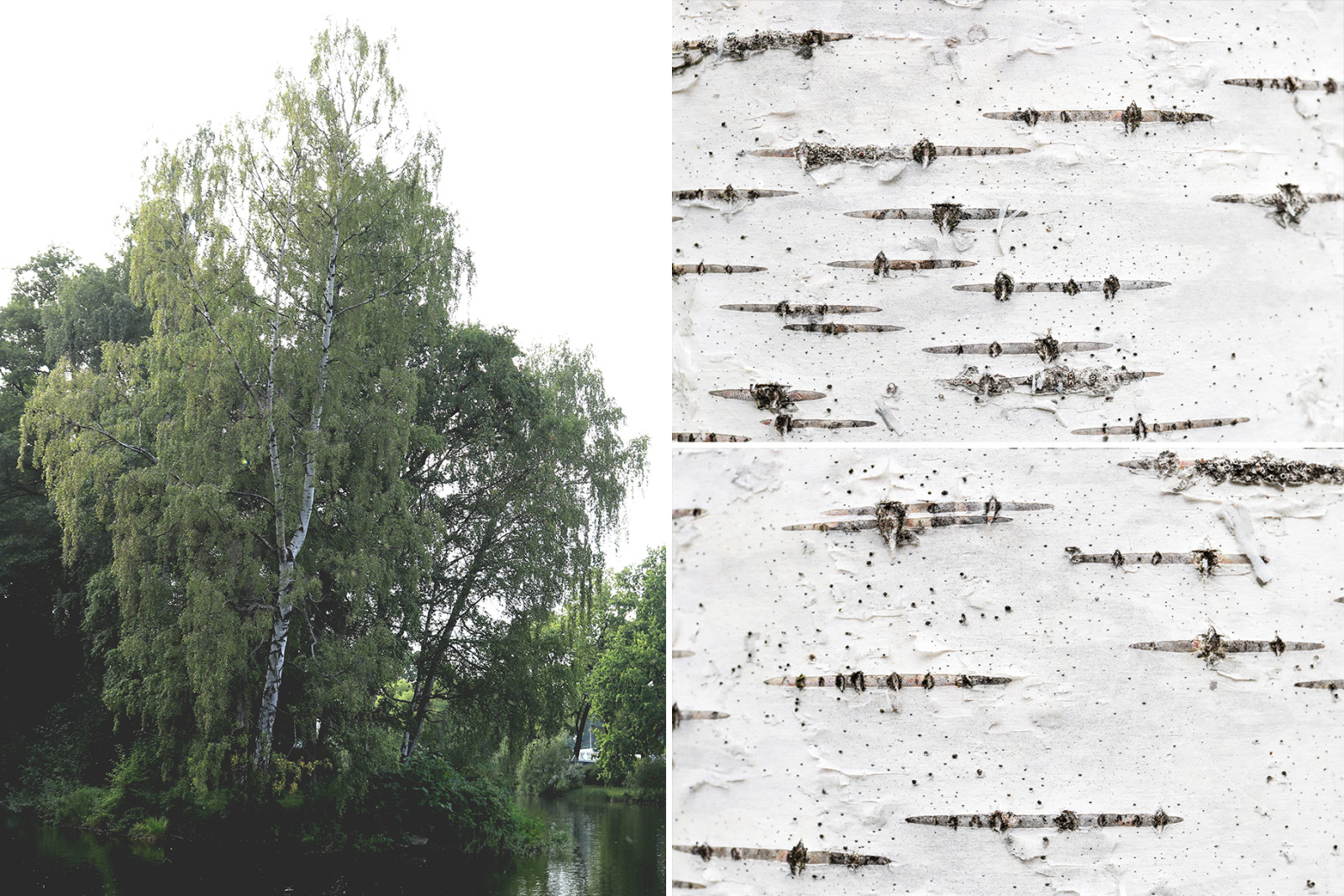 12 Birch Bark Background Textures