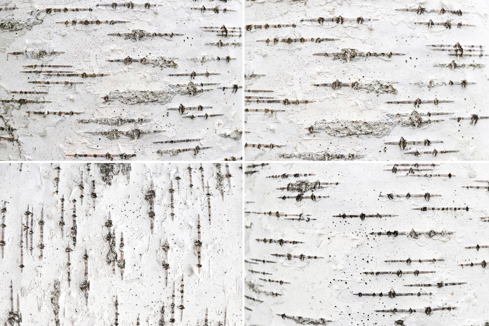 12 Birch Bark Background Textures