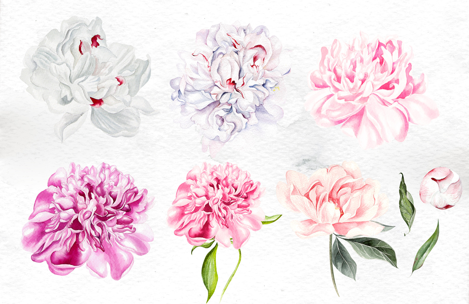 Watercolor Peony &amp; Lavender