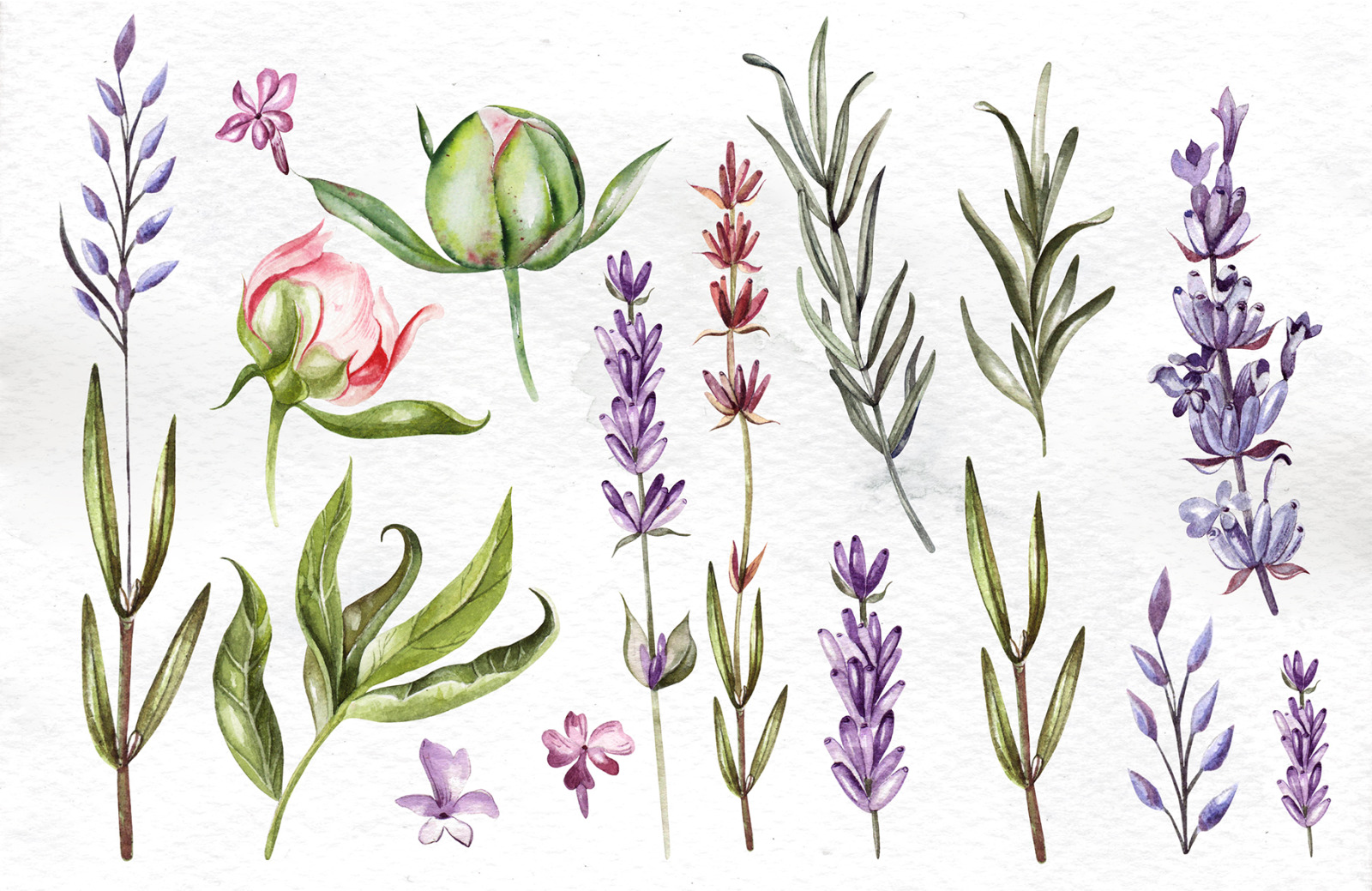 Watercolor Peony &amp; Lavender