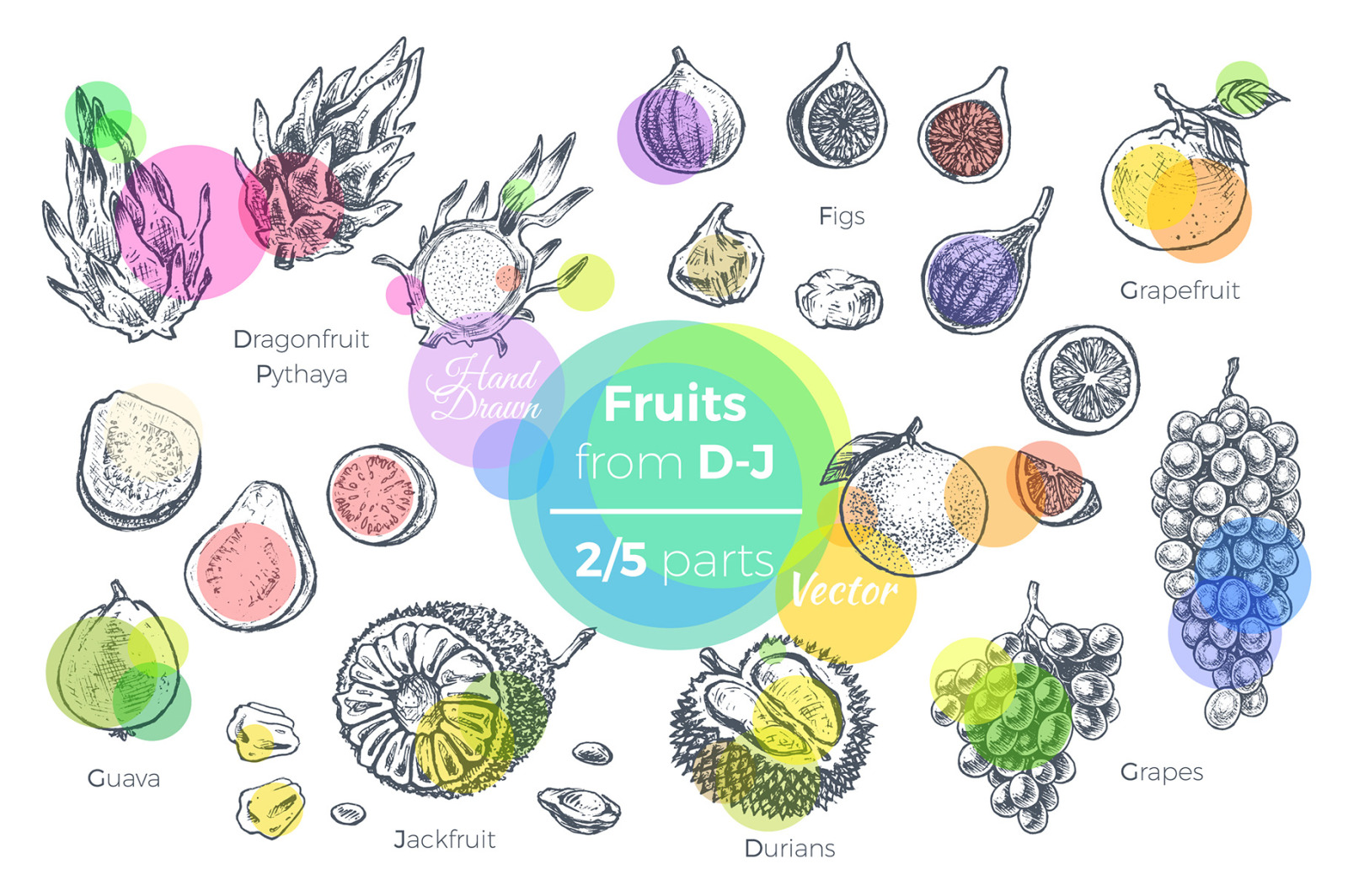 Fruits - hand drawn vector set Fruits - hand drawn vector set