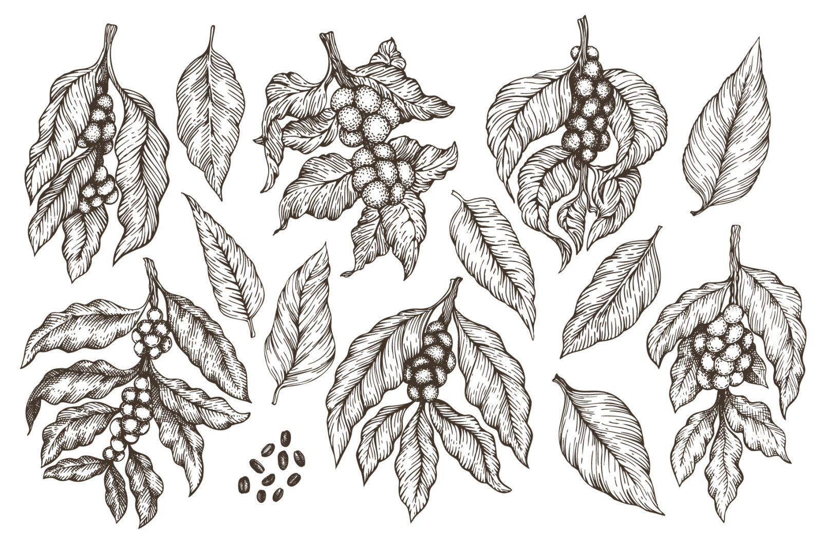 Coffee Vector Collection Coffee Vector Collection