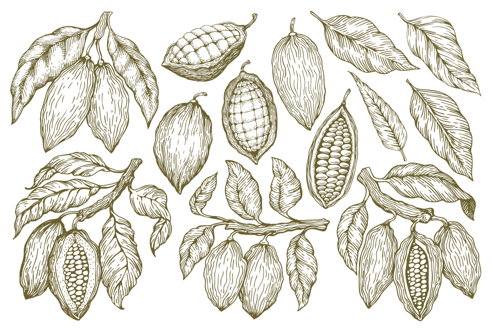 Cocoa Vector Collection