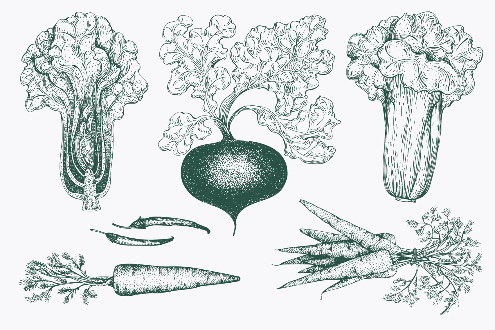 Vegetable Vector Collection Vegetable Vector Collection