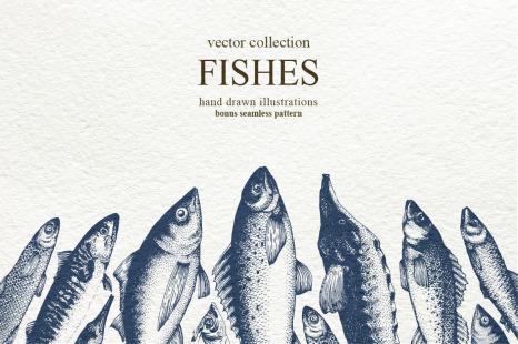 Fish Vector Collection - Marine