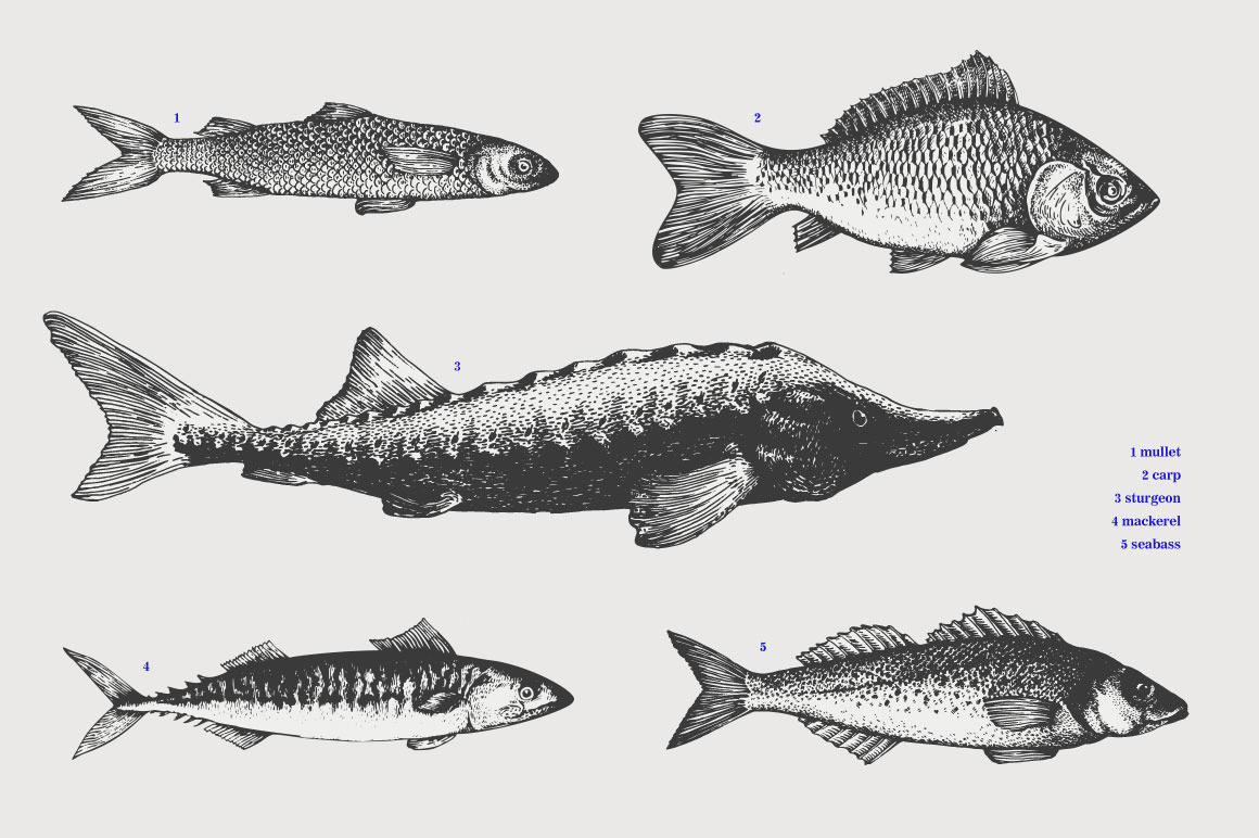 Fish Vector Collection