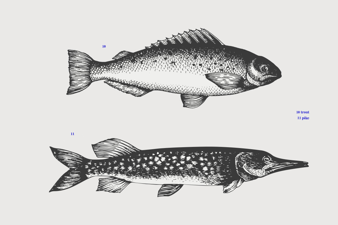 Fish Vector Collection