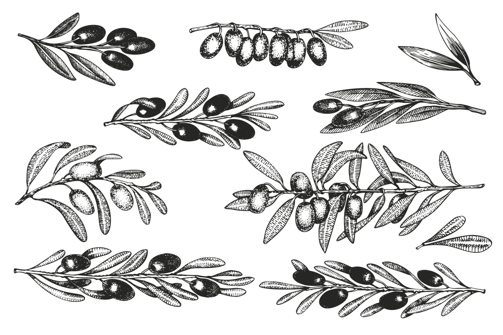 Olive Vector Collection Olive Vector Collection