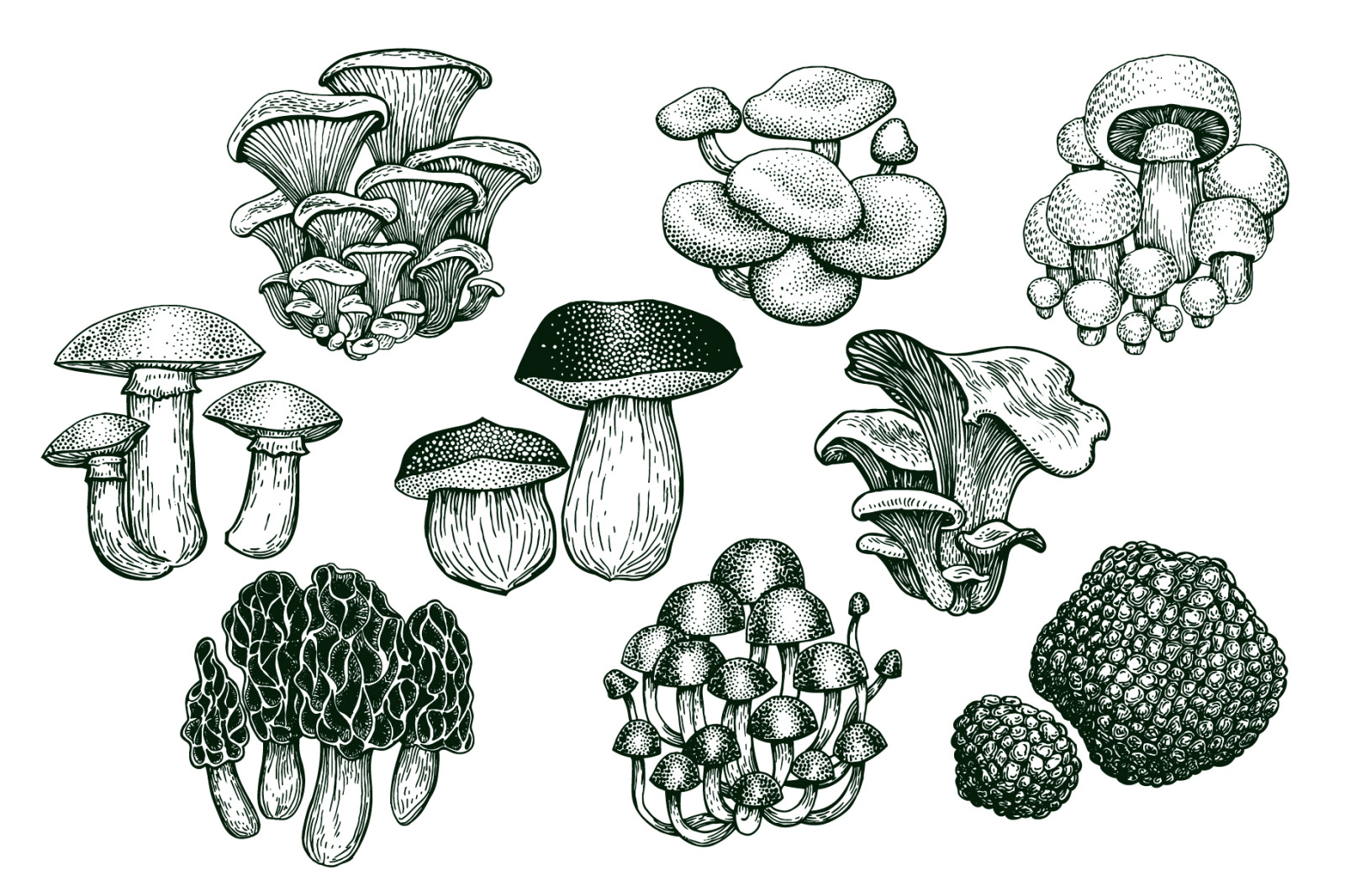 Mushrooms Vector Collection