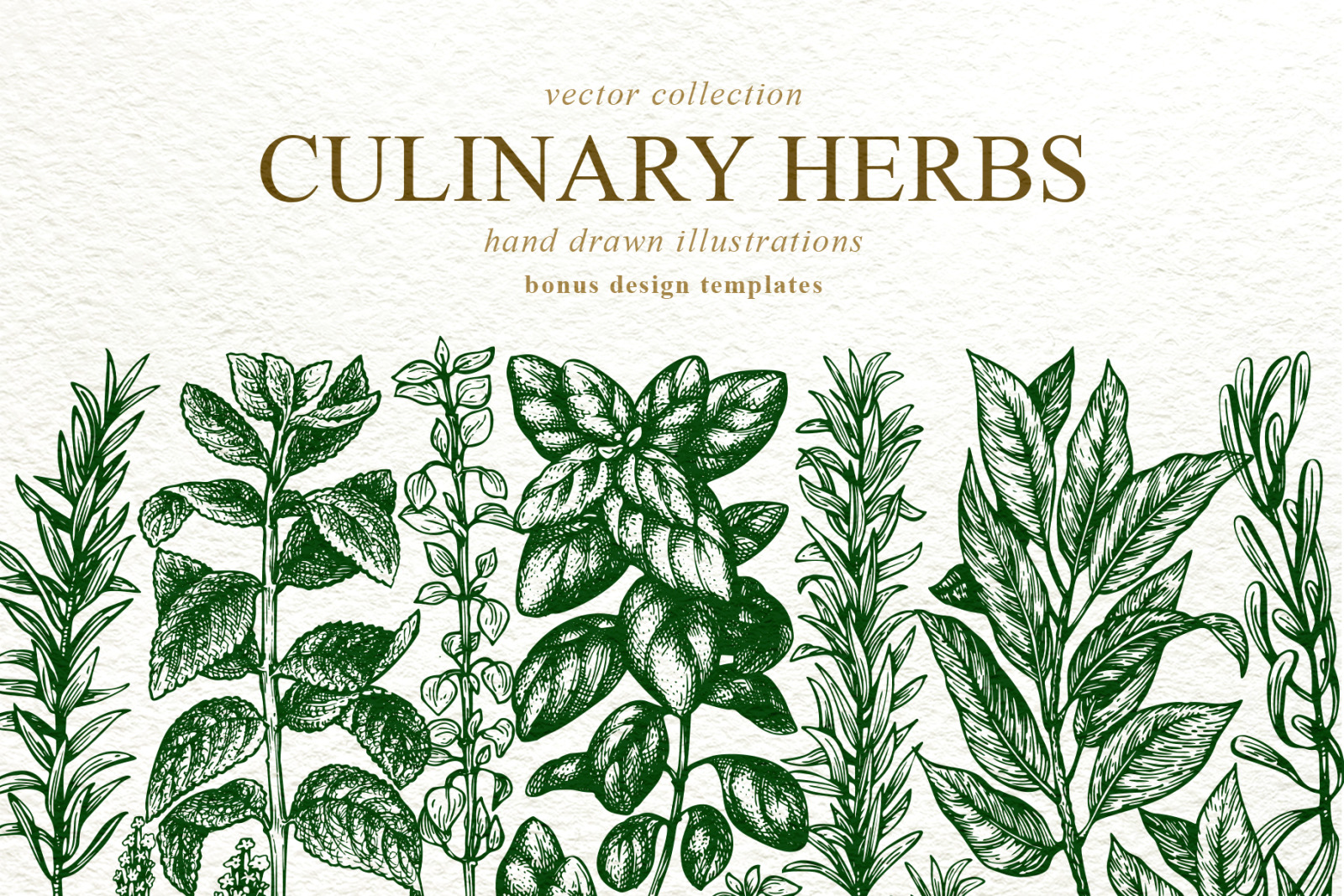 Culinary Herbs Vector Collection