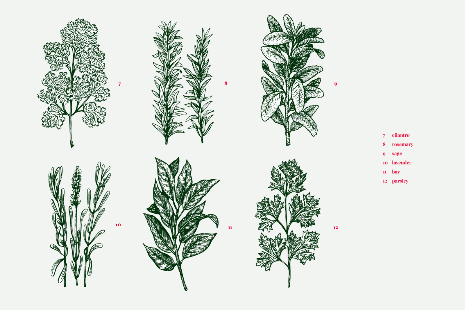 Culinary Herbs Vector Collection