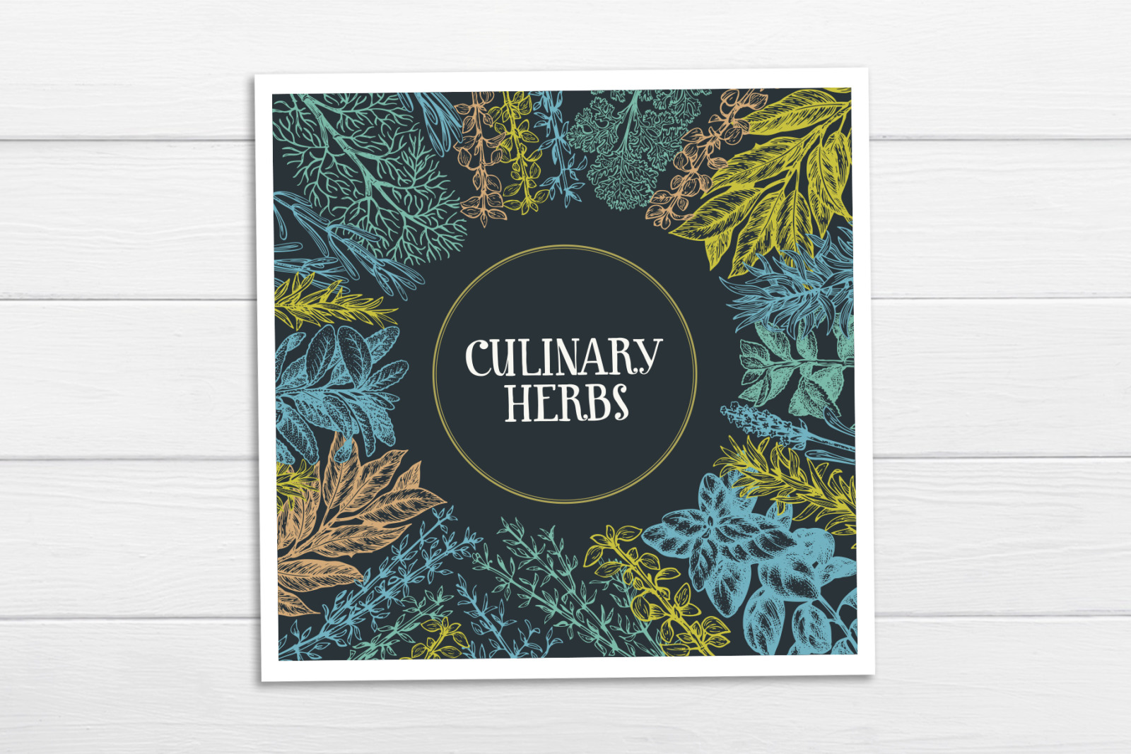 Culinary Herbs Vector Collection