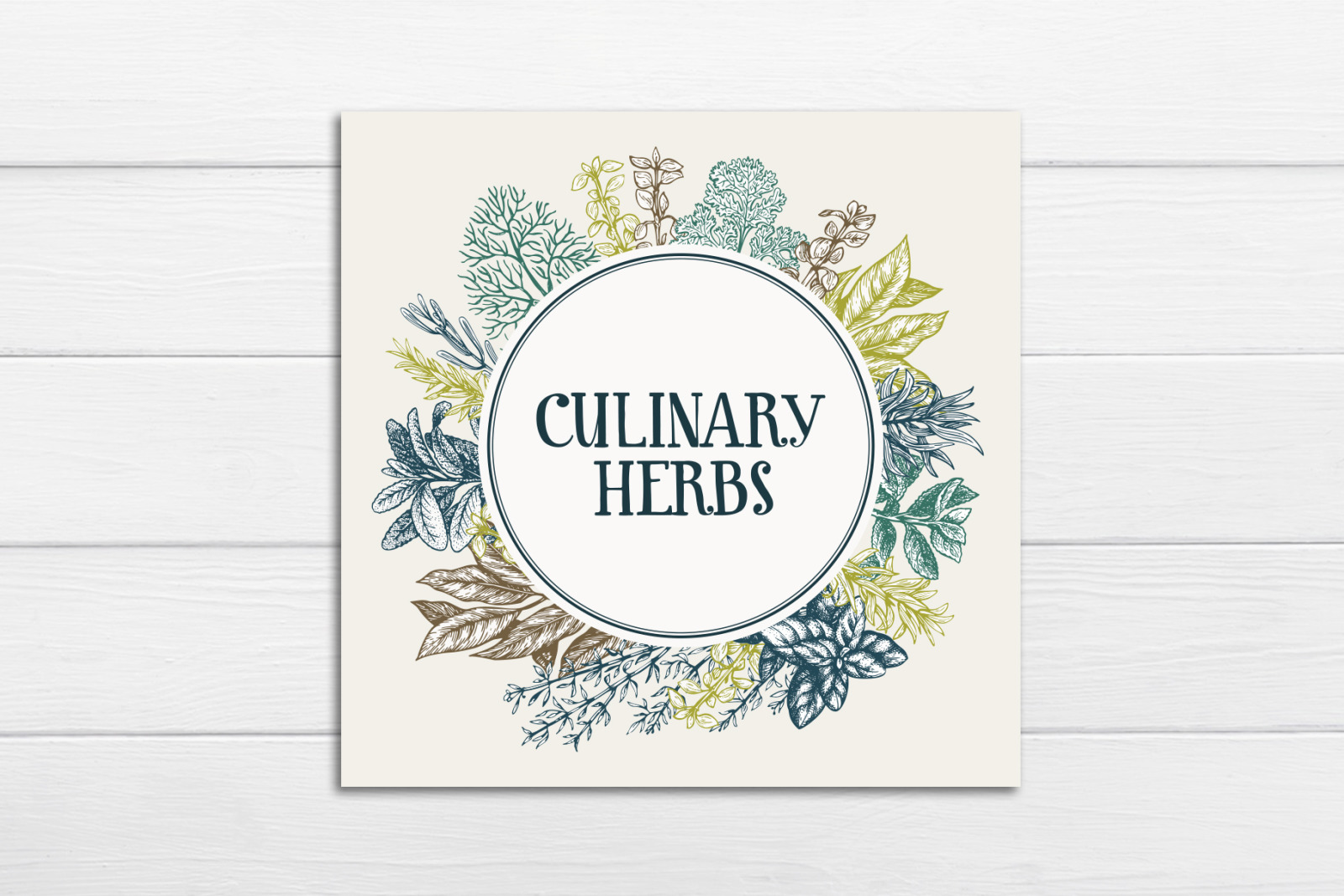 Culinary Herbs Vector Collection