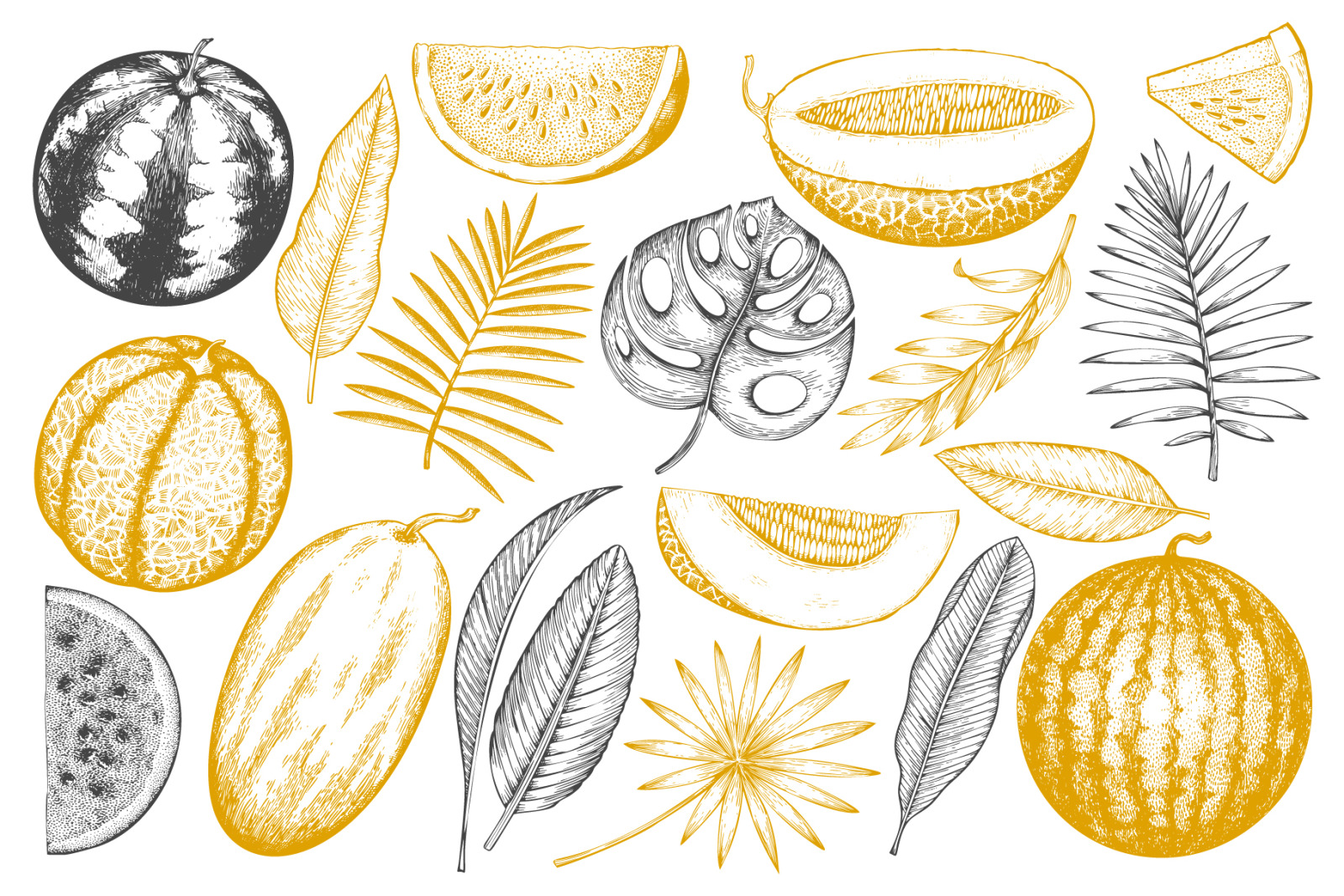 Melon & Watermelon Vector Collection Melon & Watermelon Vector Collection