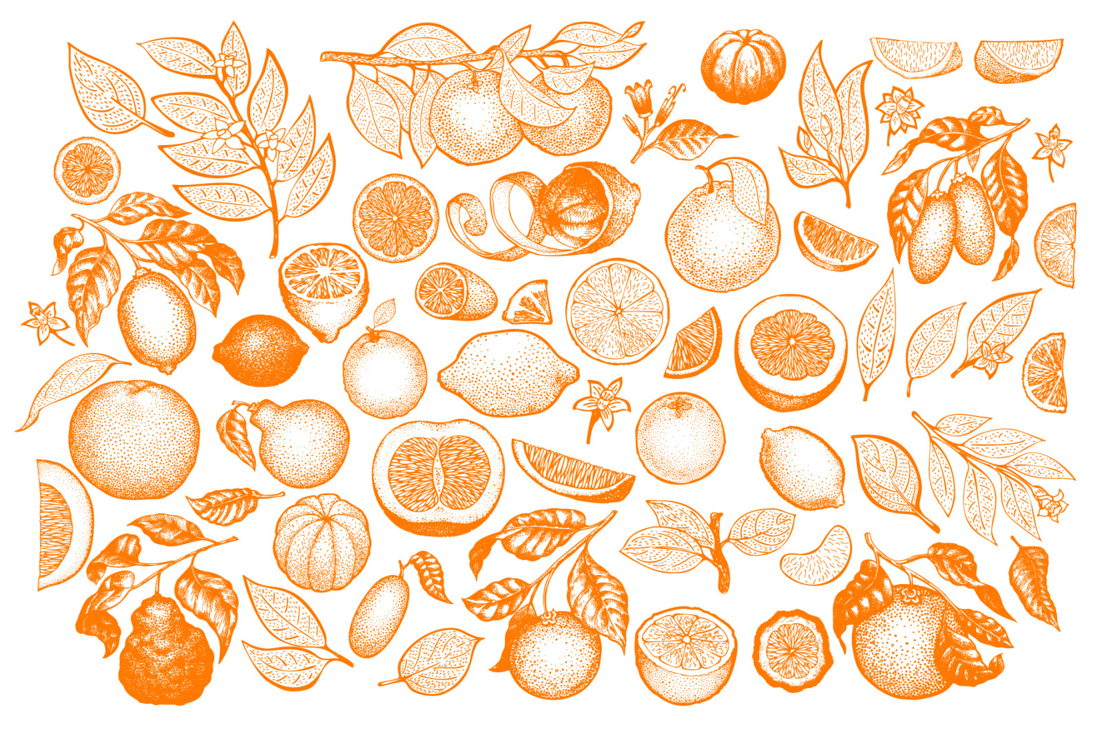 Citrus Vector Collection Citrus Vector Collection
