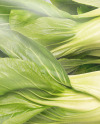 Plastic Tray With Bok Choy Mockup