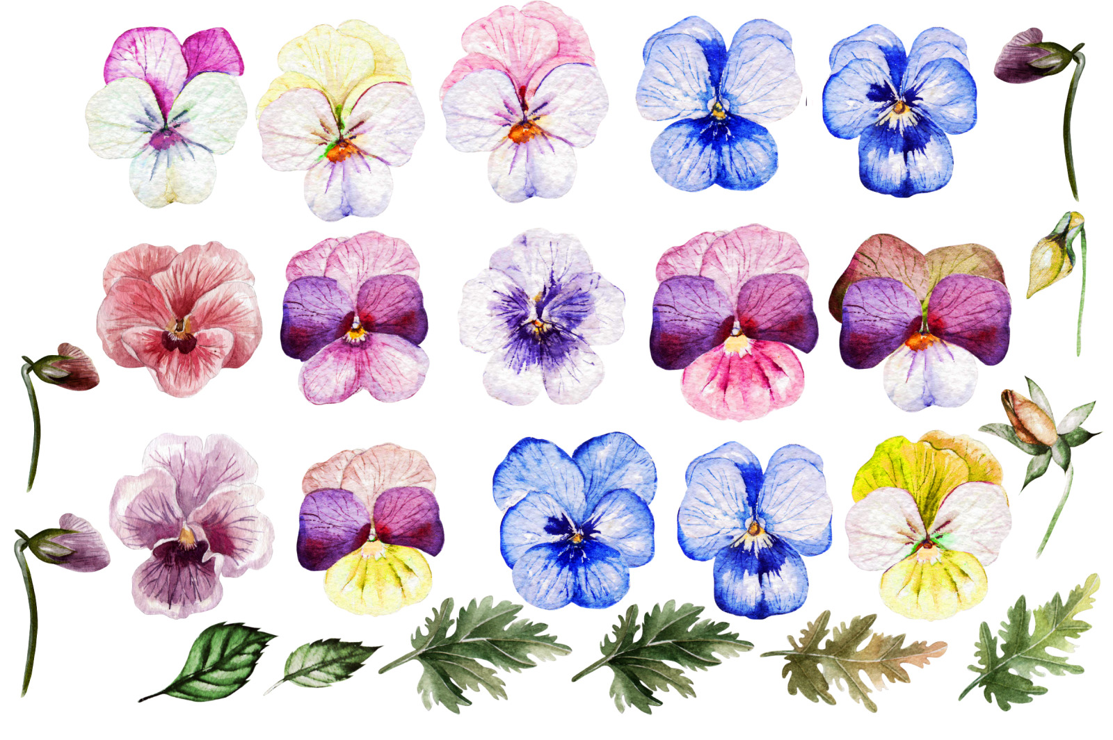 Watercolor Pansy Flowers