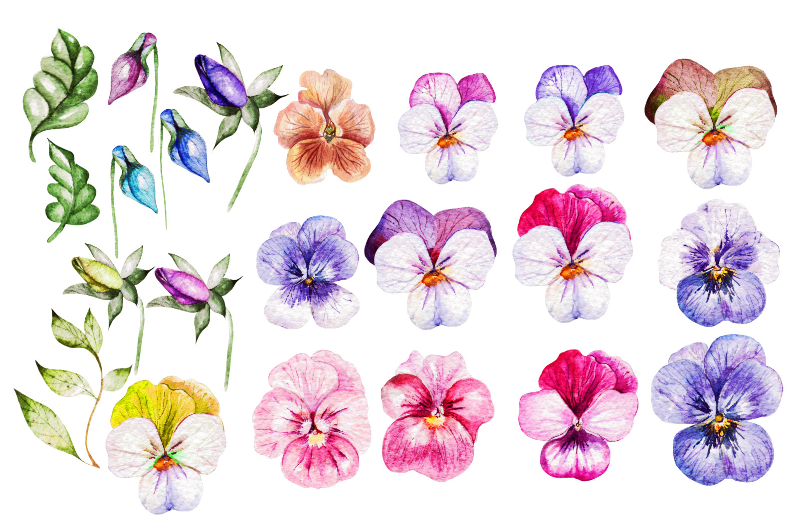 Watercolor Pansy Flowers