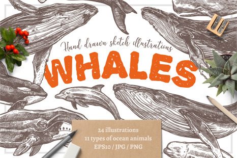 Whales Sketch Illustrations - Sea animals