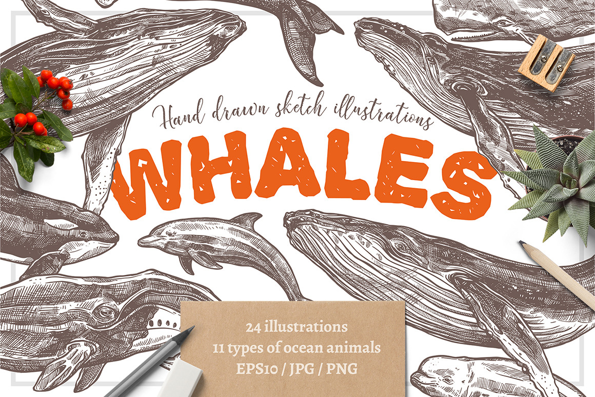 Whales Sketch Illustrations Whales Sketch Illustrations