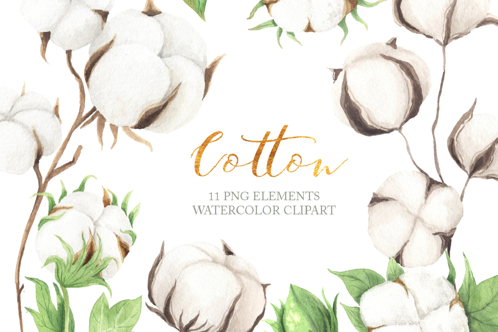 Watercolor Cotton Clipart