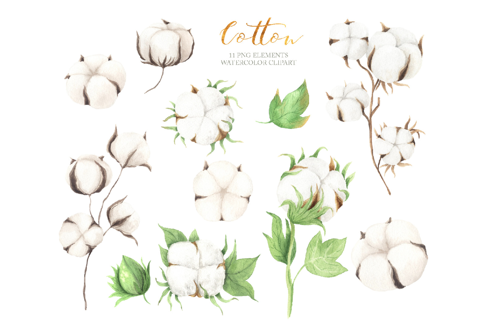 Watercolor Cotton Clipart