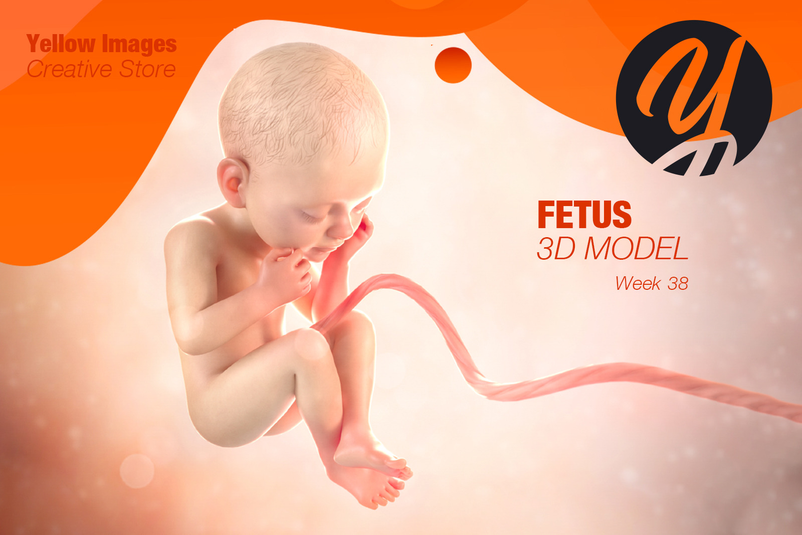 Fetus 3d Model