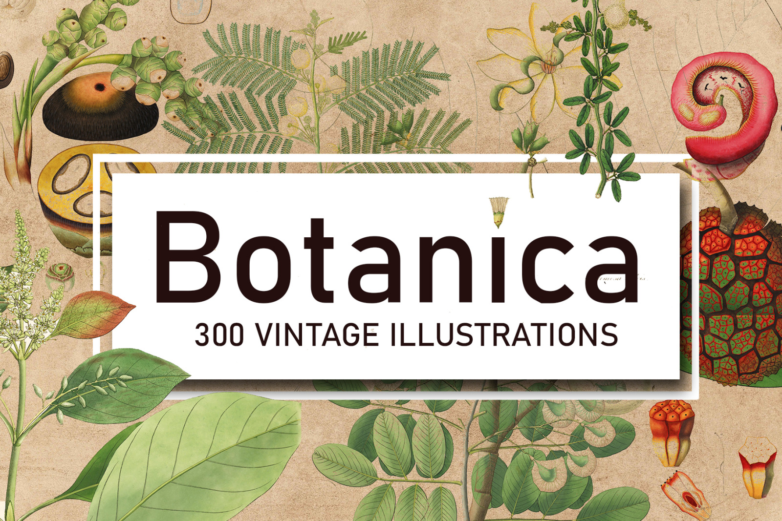 300 Vintage Botanical Illustrations