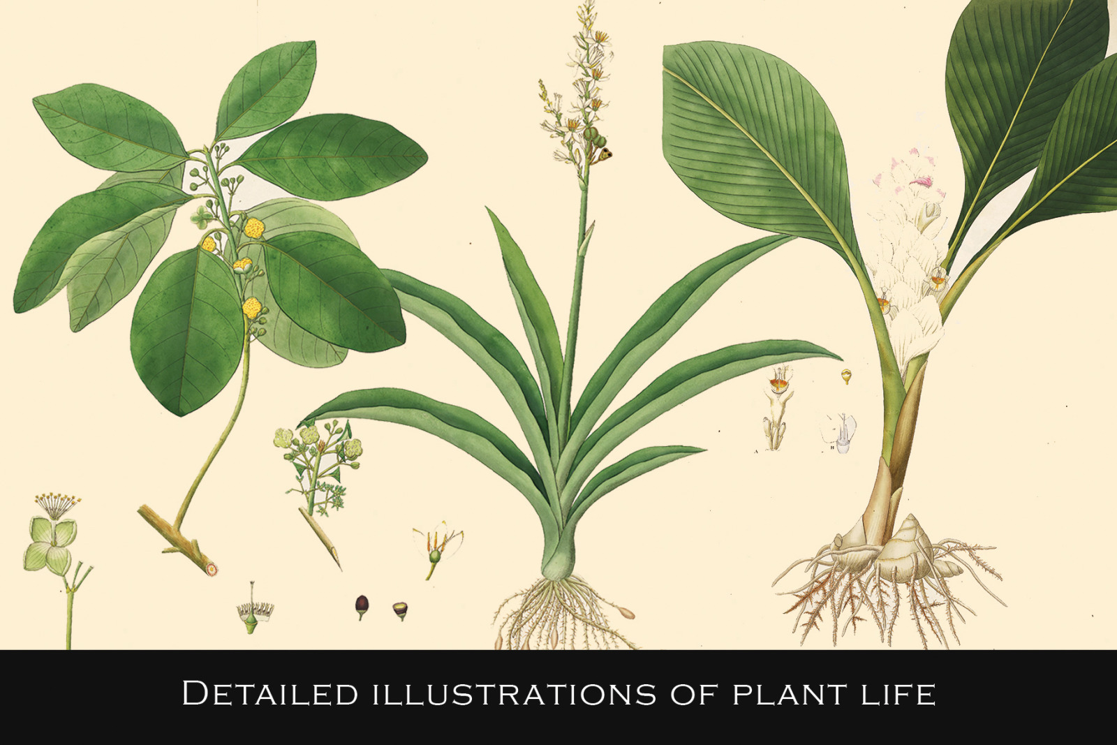 300 Vintage Botanical Illustrations