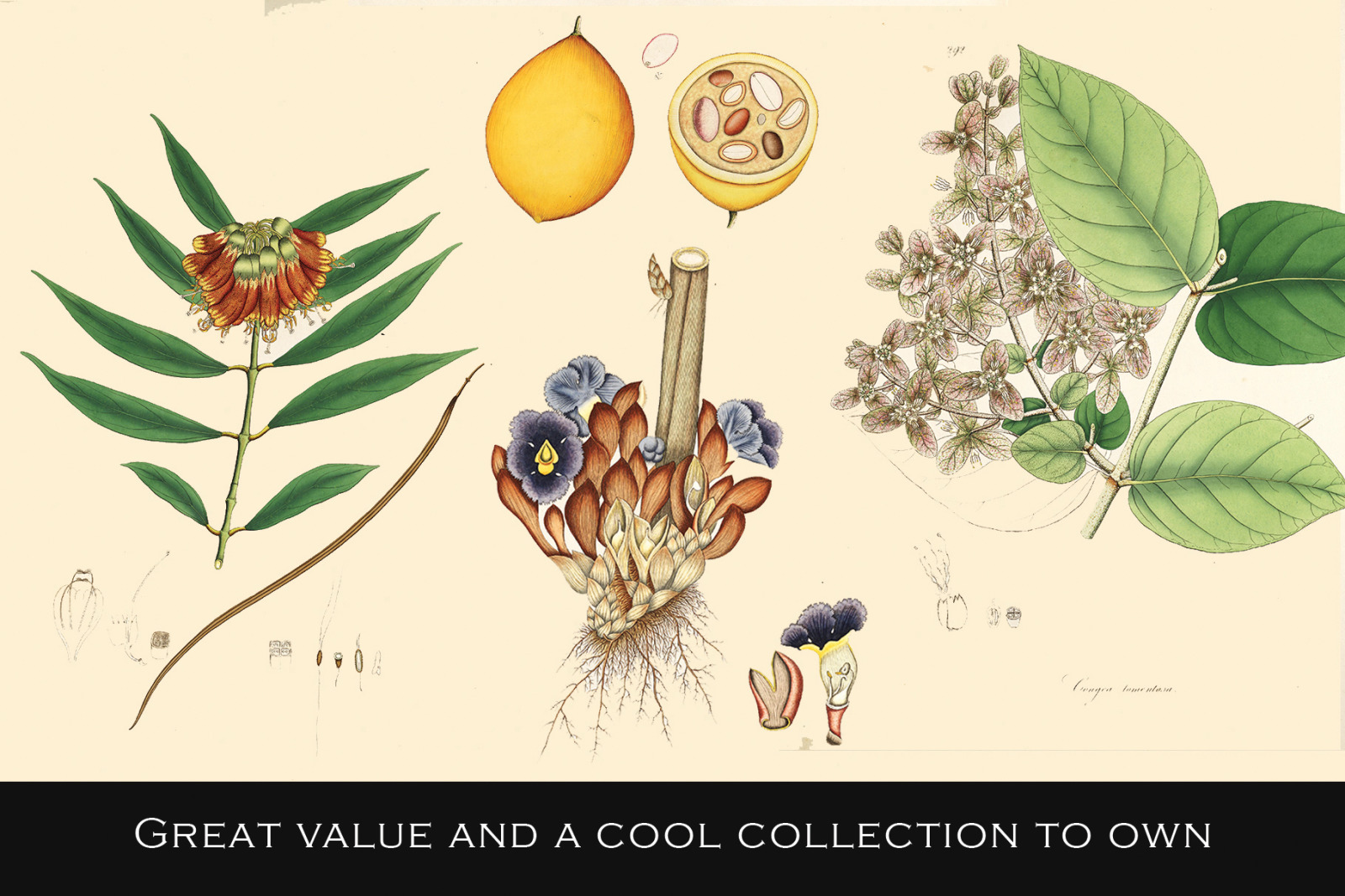 300 Vintage Botanical Illustrations