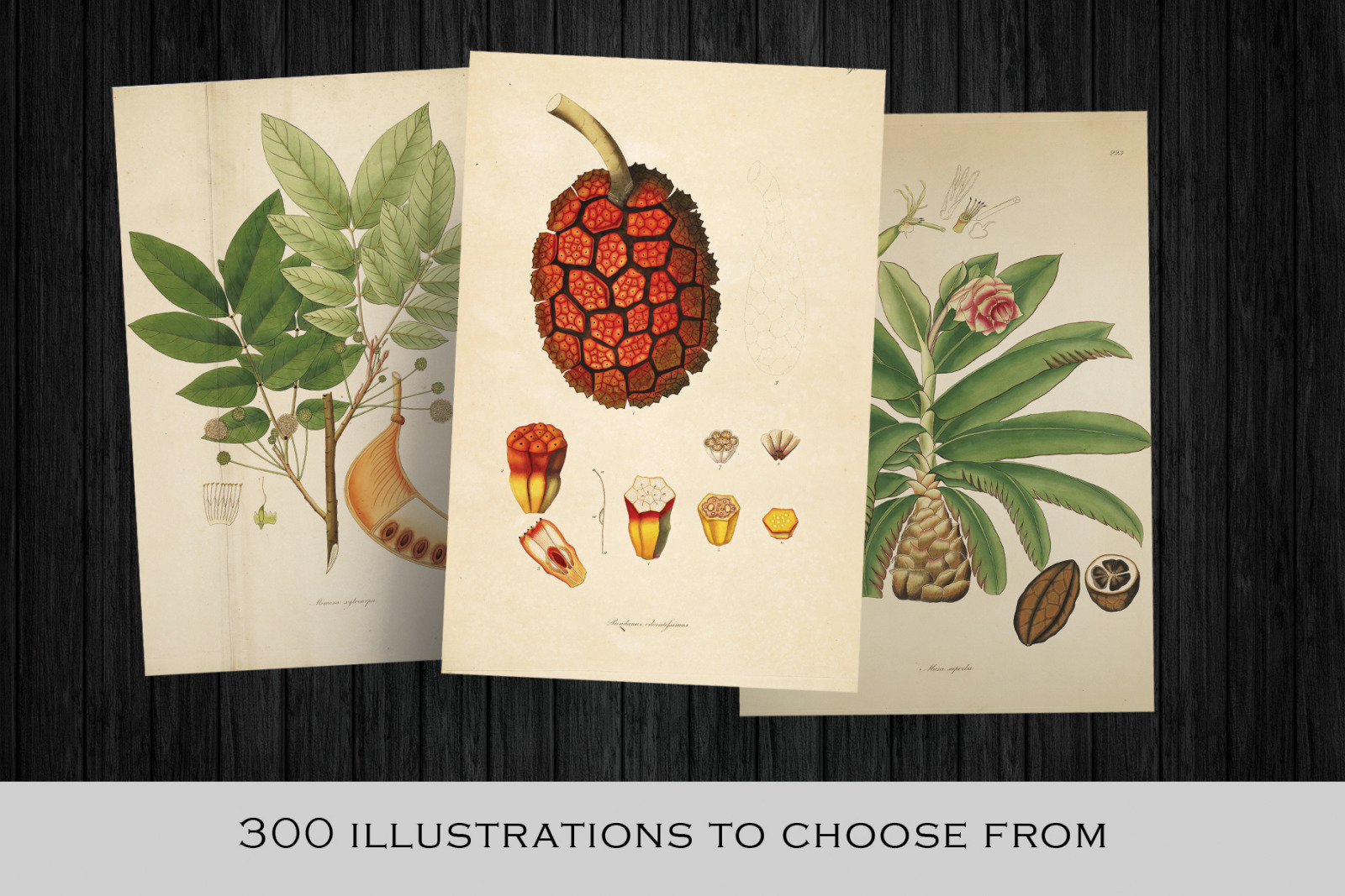 300 Vintage Botanical Illustrations