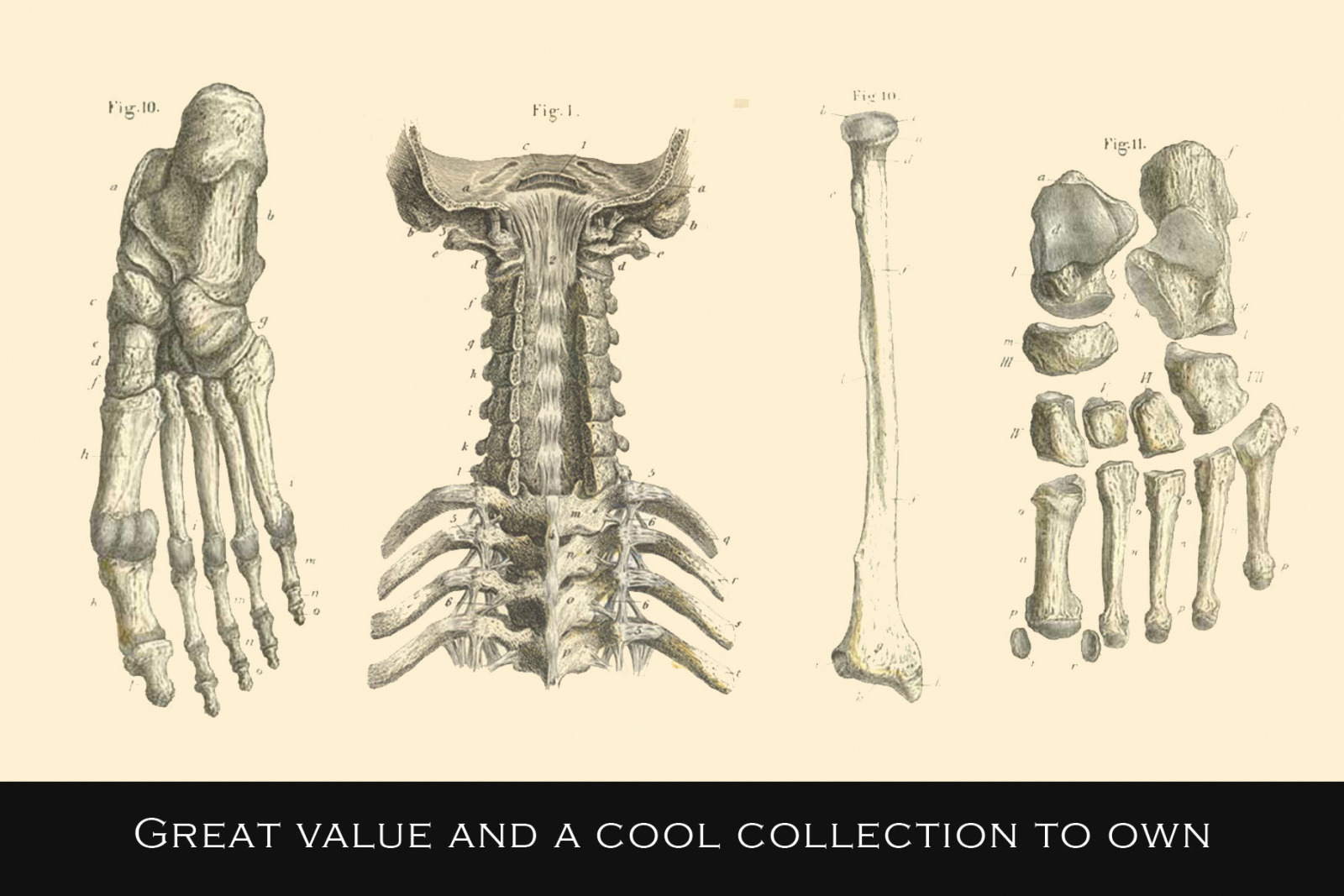 100 Vintage Medical Illustrations