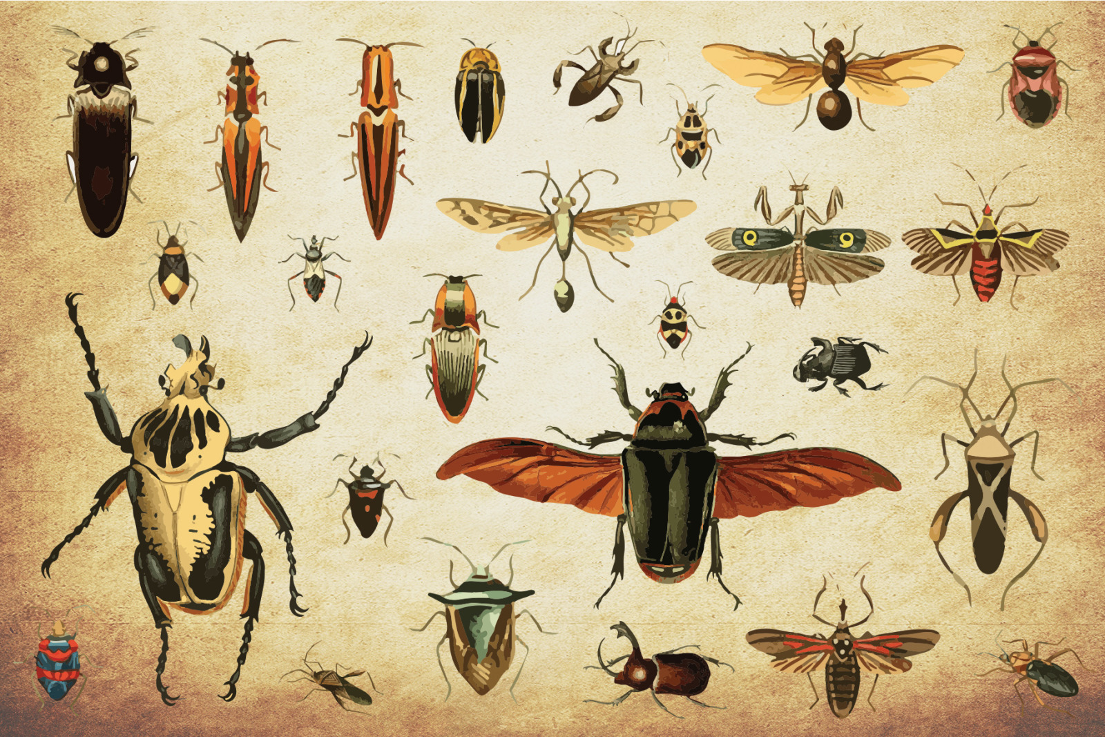 Insect Vector Graphics Bundle