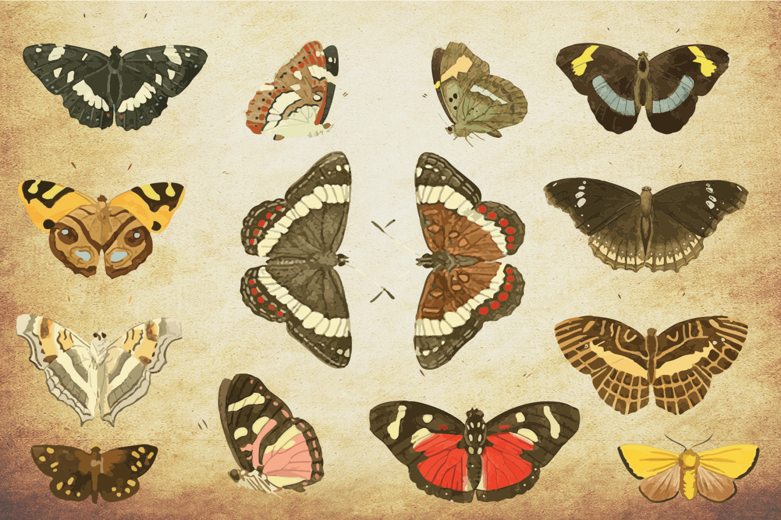 Insect Vector Graphics Bundle