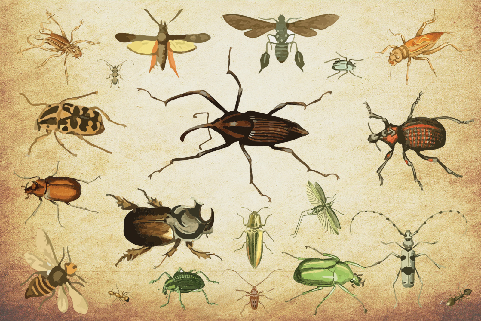 Insect Vector Graphics Bundle