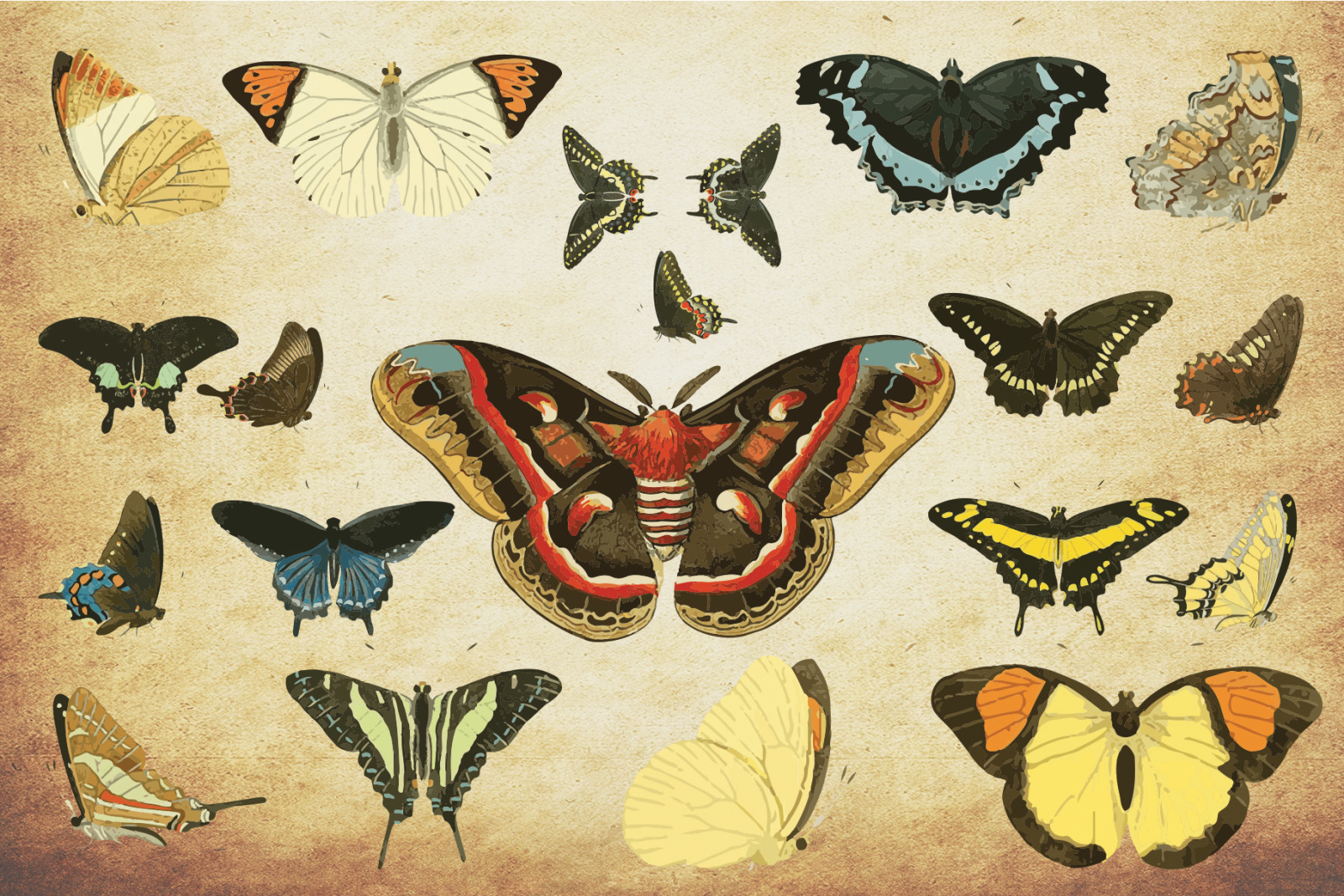 Insect Vector Graphics Bundle