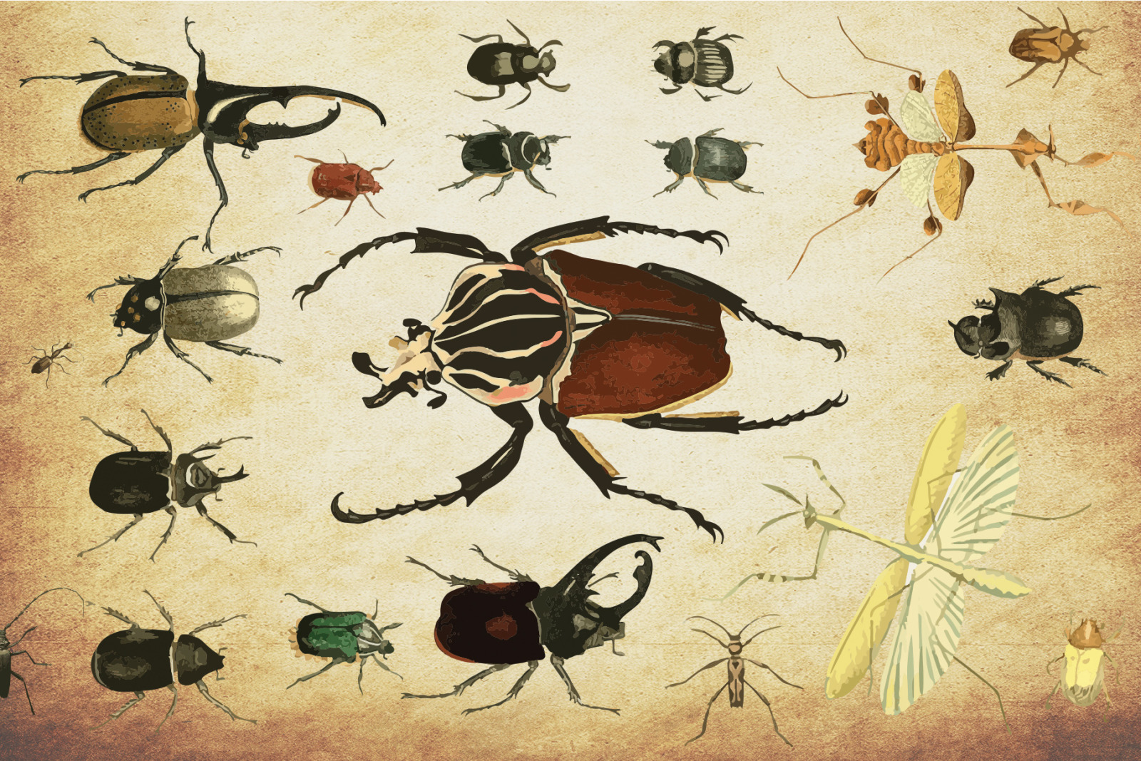 Insect Vector Graphics Bundle