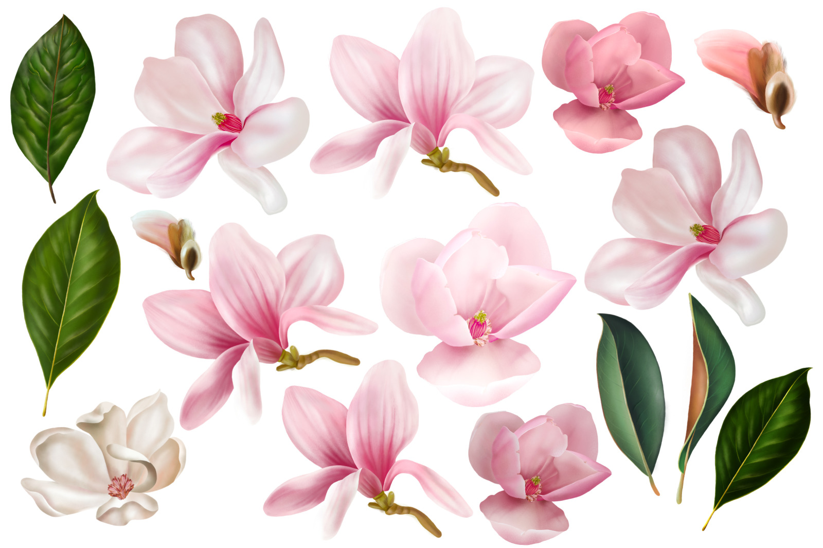 Magnolia Digital Flowers