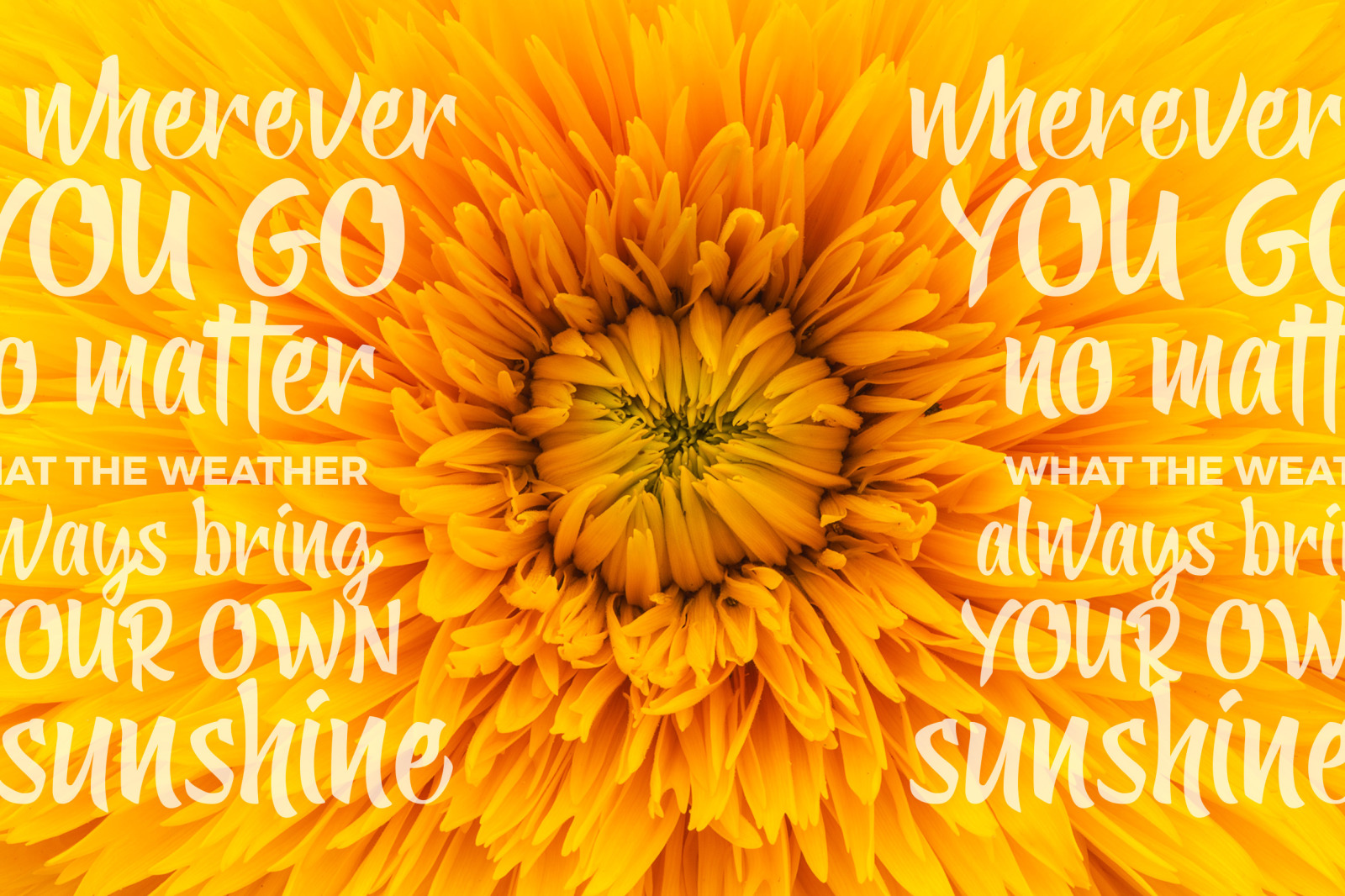 Yellow Ginger Font Yellow Ginger Font