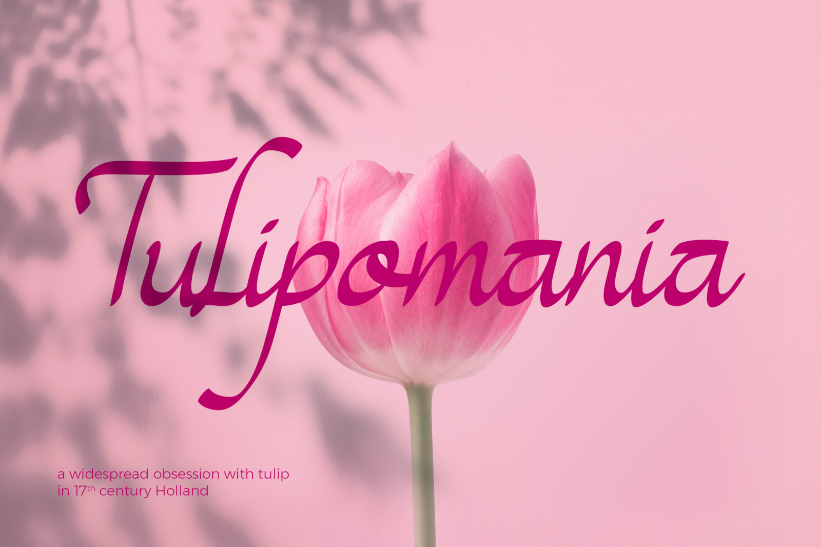 Magenta Rose Font Magenta Rose Font