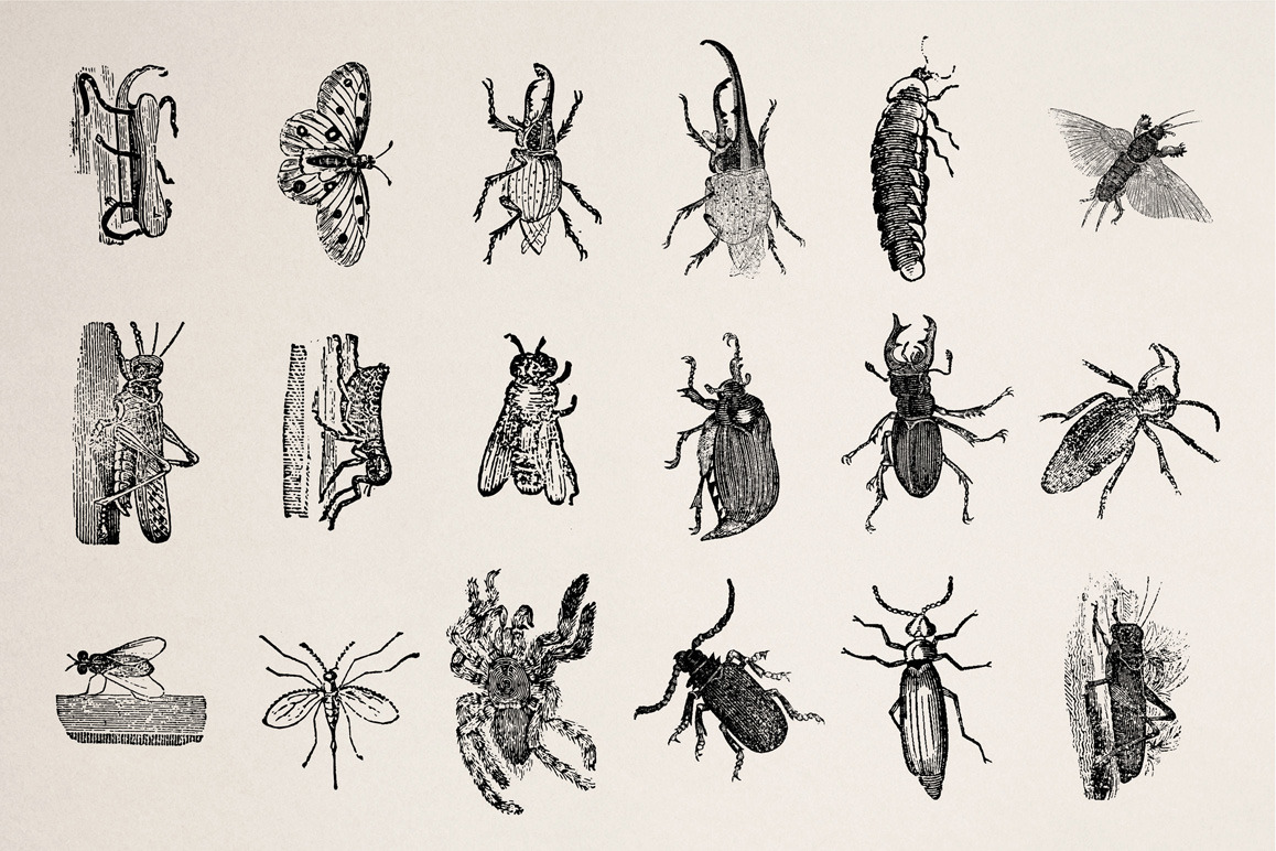 Animals of Air, Land & Water Illustrations Animals of Air, Land & Water Illustrations