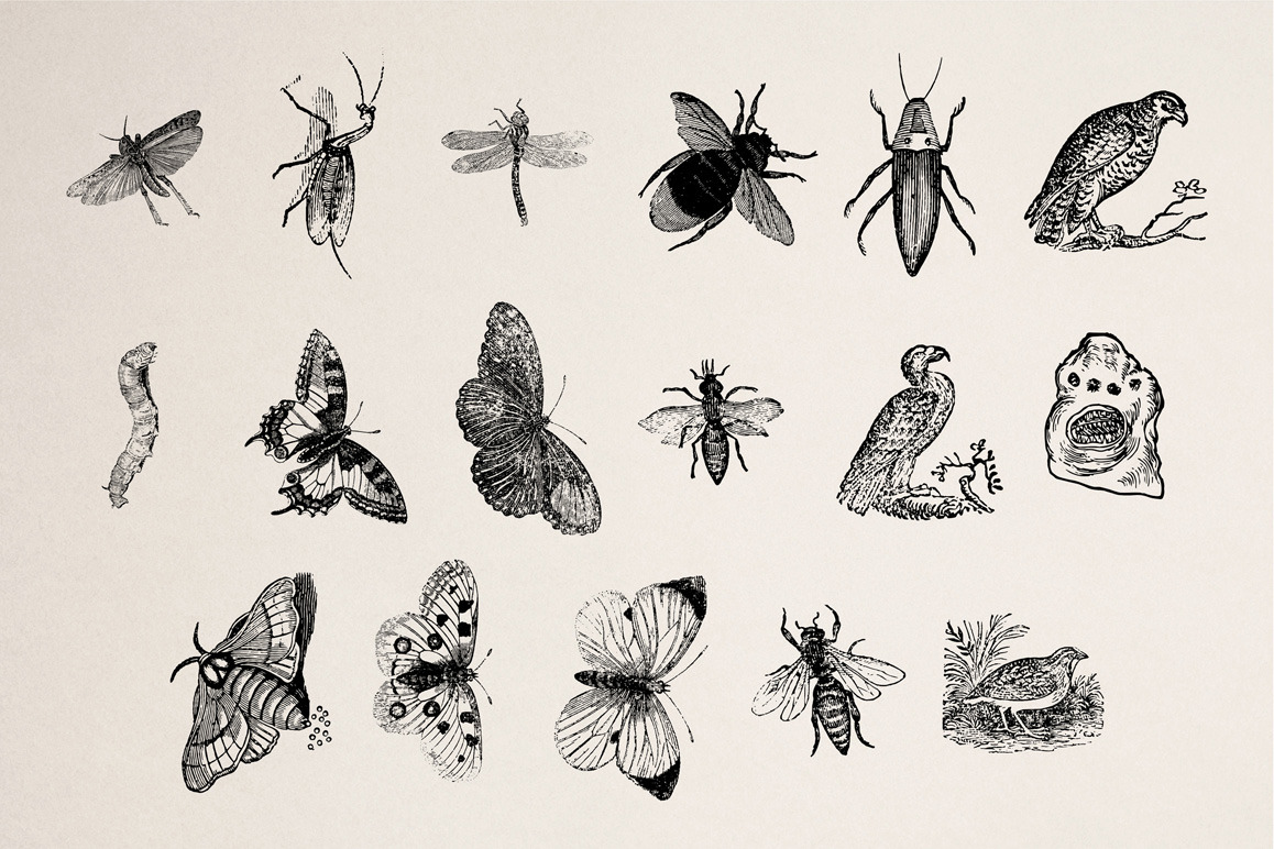 Animals of Air, Land & Water Illustrations Animals of Air, Land & Water Illustrations