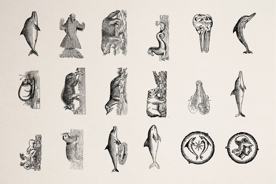 Animals of Air, Land & Water Illustrations Animals of Air, Land & Water Illustrations