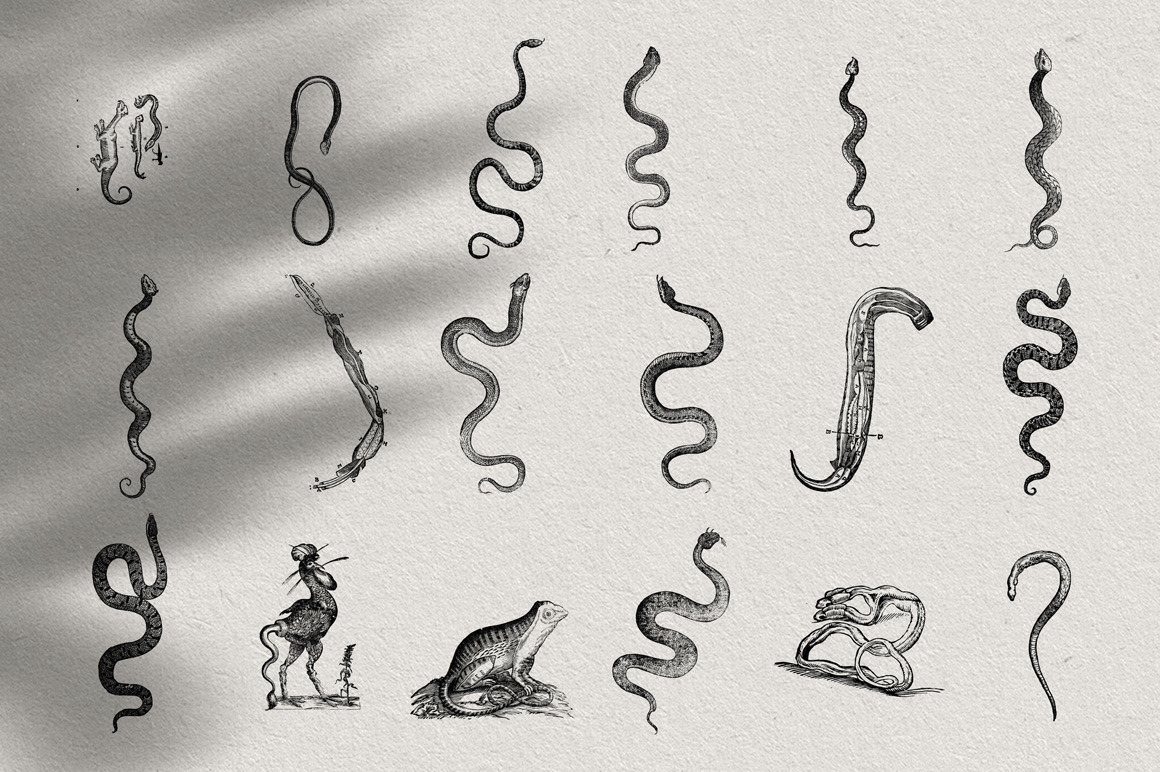 Snakes & Dragons Snakes & Dragons