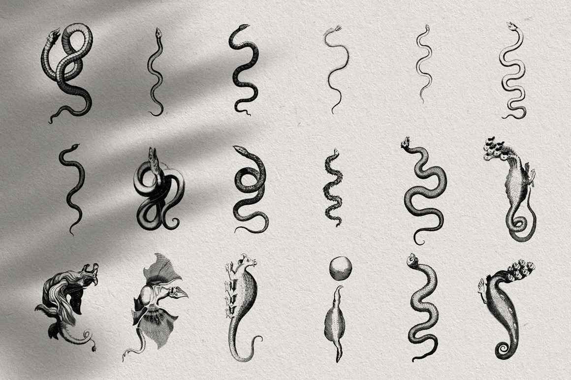 Snakes & Dragons Snakes & Dragons