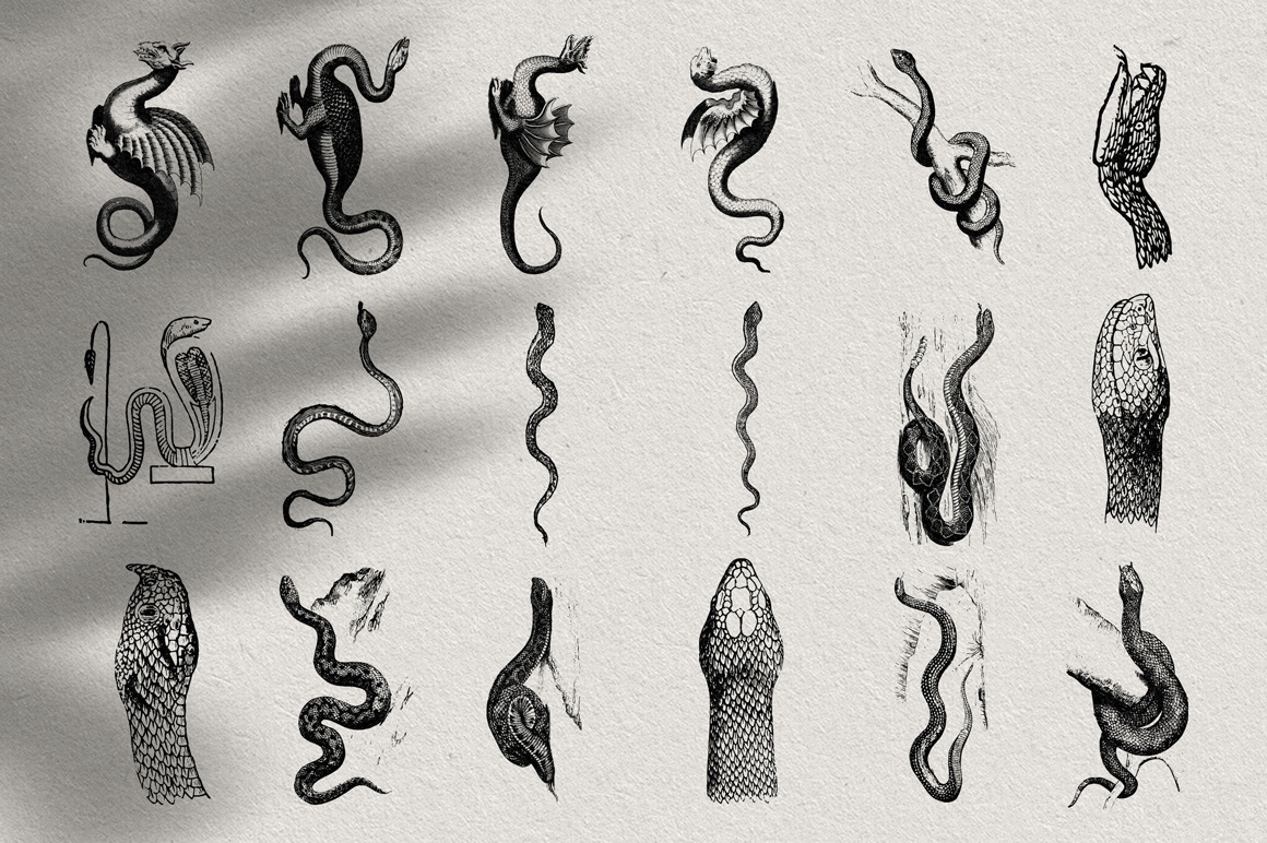 Snakes & Dragons Snakes & Dragons
