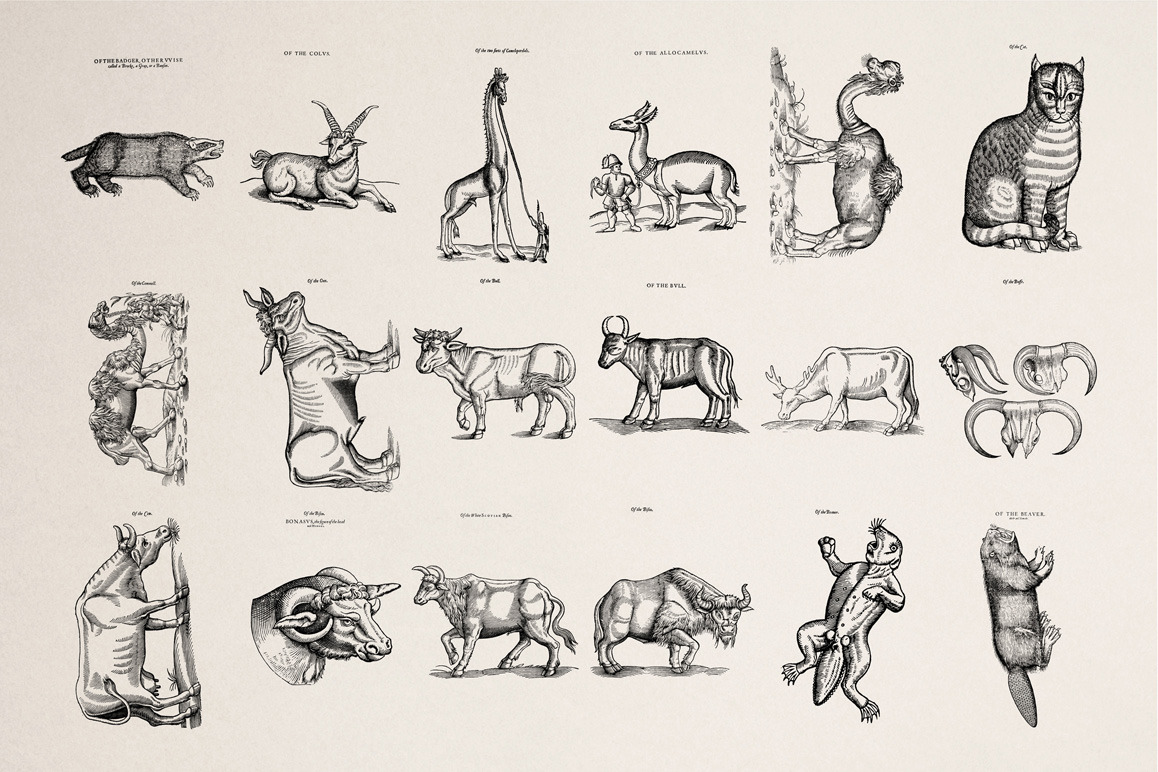 Four footed Beasts Illustrations Four footed Beasts Illustrations
