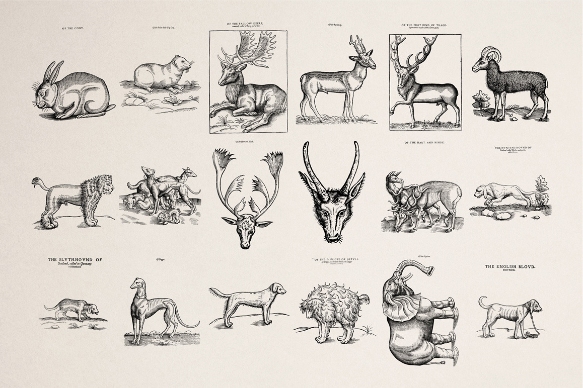 Four footed Beasts Illustrations