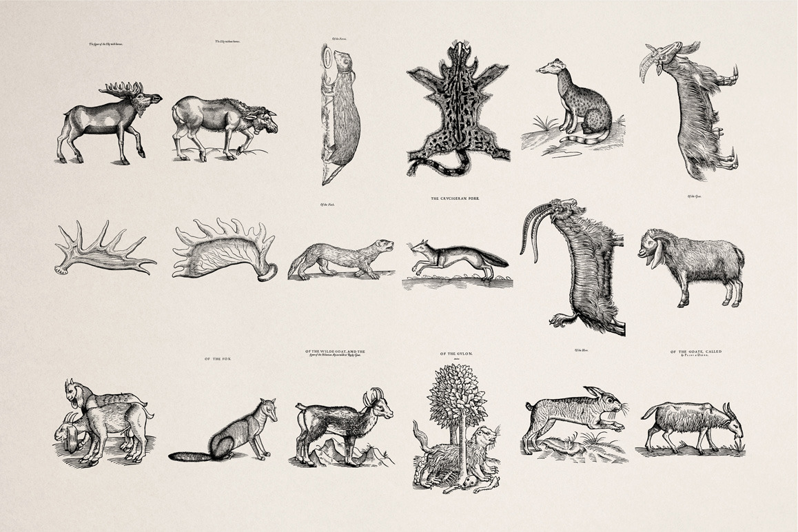 Four footed Beasts Illustrations Four footed Beasts Illustrations