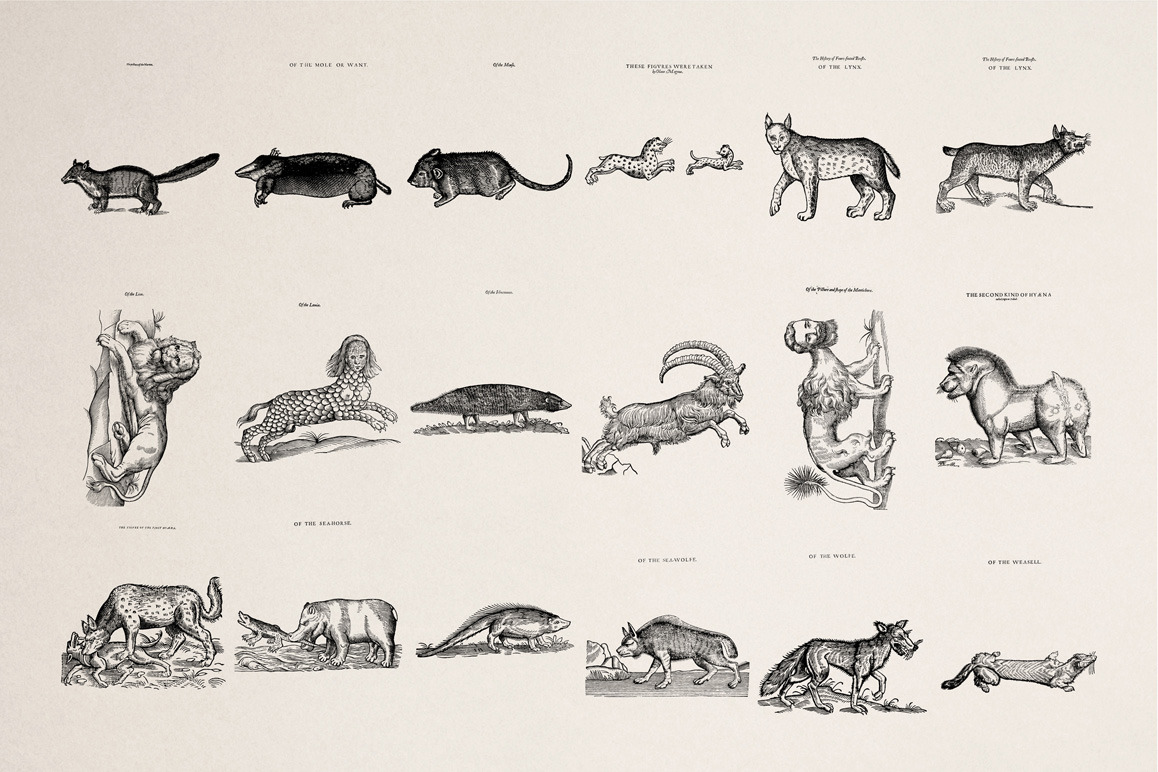 Four footed Beasts Illustrations Four footed Beasts Illustrations